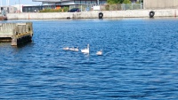 DSC_1964.JPG